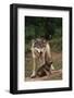 Grey Wolf with Pup-W^ Perry Conway-Framed Photographic Print