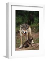 Grey Wolf with Pup-W^ Perry Conway-Framed Photographic Print