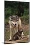 Grey Wolf with Pup-W^ Perry Conway-Mounted Photographic Print