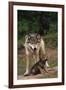 Grey Wolf with Pup-W^ Perry Conway-Framed Photographic Print