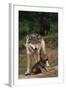 Grey Wolf with Pup-W^ Perry Conway-Framed Photographic Print