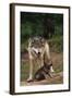 Grey Wolf with Pup-W^ Perry Conway-Framed Photographic Print