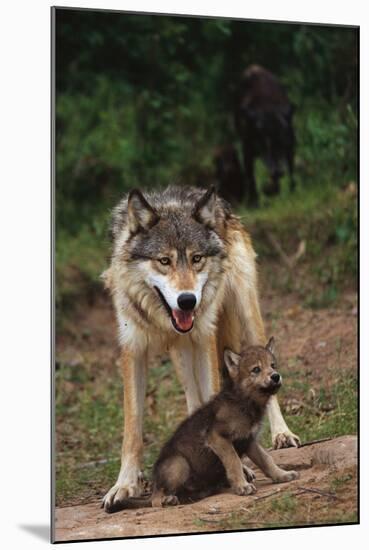 Grey Wolf with Pup-W^ Perry Conway-Mounted Photographic Print