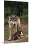 Grey Wolf with Pup-W^ Perry Conway-Mounted Photographic Print
