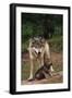 Grey Wolf with Pup-W^ Perry Conway-Framed Photographic Print