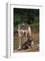 Grey Wolf with Pup-W^ Perry Conway-Framed Photographic Print