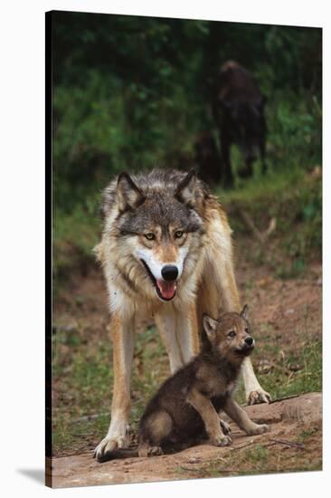 Grey Wolf with Pup-W^ Perry Conway-Stretched Canvas