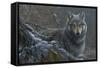 Grey Wolf-Jeremy Paul-Framed Stretched Canvas