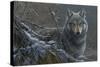 Grey Wolf-Jeremy Paul-Stretched Canvas