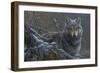 Grey Wolf-Jeremy Paul-Framed Giclee Print