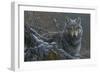 Grey Wolf-Jeremy Paul-Framed Giclee Print