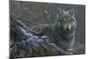 Grey Wolf-Jeremy Paul-Mounted Giclee Print