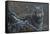 Grey Wolf-Jeremy Paul-Framed Stretched Canvas