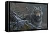 Grey Wolf-Jeremy Paul-Framed Stretched Canvas