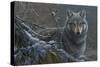 Grey Wolf-Jeremy Paul-Stretched Canvas