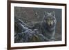 Grey Wolf-Jeremy Paul-Framed Giclee Print