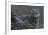 Grey Wolf-Jeremy Paul-Framed Giclee Print