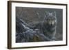 Grey Wolf-Jeremy Paul-Framed Giclee Print