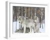 Grey wolves huddle together during a snowstorm, Quebec-null-Framed Giclee Print