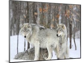 Grey wolves huddle together during a snowstorm, Quebec-null-Mounted Giclee Print