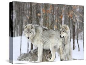 Grey wolves huddle together during a snowstorm, Quebec-null-Stretched Canvas