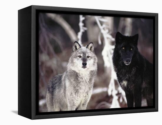 Grey Wolves Showing Fur Colour Variation, (Canis Lupus)-Tom Vezo-Framed Stretched Canvas