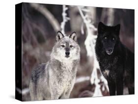 Grey Wolves Showing Fur Colour Variation, (Canis Lupus)-Tom Vezo-Stretched Canvas