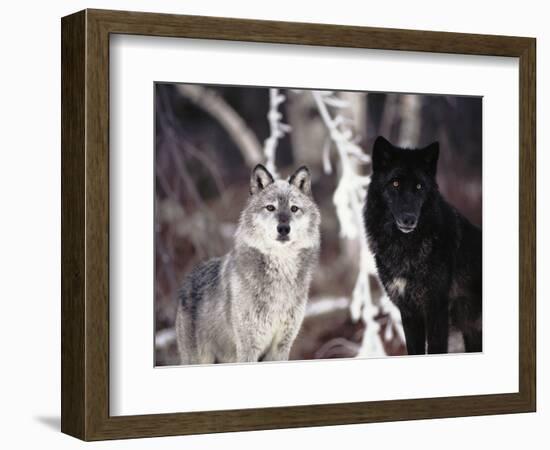 Grey Wolves Showing Fur Colour Variation, (Canis Lupus)-Tom Vezo-Framed Premium Photographic Print