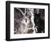 Grey Wolves Showing Fur Colour Variation, (Canis Lupus)-Tom Vezo-Framed Premium Photographic Print