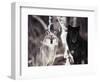 Grey Wolves Showing Fur Colour Variation, (Canis Lupus)-Tom Vezo-Framed Premium Photographic Print