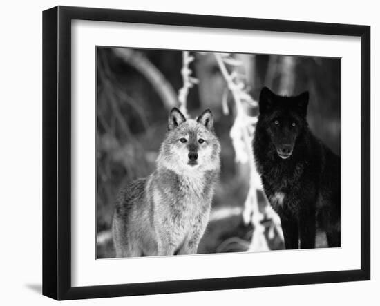 Grey Wolves Showing Fur Colour Variation, (Canis Lupus)-Tom Vezo-Framed Premium Photographic Print