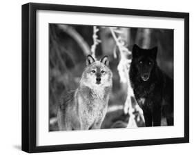 Grey Wolves Showing Fur Colour Variation, (Canis Lupus)-Tom Vezo-Framed Premium Photographic Print