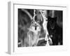 Grey Wolves Showing Fur Colour Variation, (Canis Lupus)-Tom Vezo-Framed Premium Photographic Print