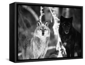 Grey Wolves Showing Fur Colour Variation, (Canis Lupus)-Tom Vezo-Framed Stretched Canvas