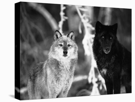 Grey Wolves Showing Fur Colour Variation, (Canis Lupus)-Tom Vezo-Stretched Canvas