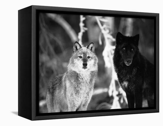 Grey Wolves Showing Fur Colour Variation, (Canis Lupus)-Tom Vezo-Framed Stretched Canvas