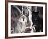 Grey Wolves Showing Fur Colour Variation, (Canis Lupus)-Tom Vezo-Framed Photographic Print