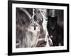 Grey Wolves Showing Fur Colour Variation, (Canis Lupus)-Tom Vezo-Framed Photographic Print