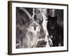 Grey Wolves Showing Fur Colour Variation, (Canis Lupus)-Tom Vezo-Framed Photographic Print