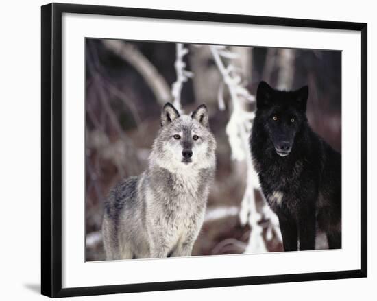 Grey Wolves Showing Fur Colour Variation, (Canis Lupus)-Tom Vezo-Framed Photographic Print