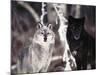 Grey Wolves Showing Fur Colour Variation, (Canis Lupus)-Tom Vezo-Mounted Photographic Print