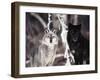 Grey Wolves Showing Fur Colour Variation, (Canis Lupus)-Tom Vezo-Framed Photographic Print