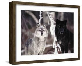 Grey Wolves Showing Fur Colour Variation, (Canis Lupus)-Tom Vezo-Framed Photographic Print