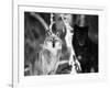 Grey Wolves Showing Fur Colour Variation, (Canis Lupus)-Tom Vezo-Framed Photographic Print