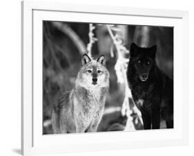 Grey Wolves Showing Fur Colour Variation, (Canis Lupus)-Tom Vezo-Framed Photographic Print