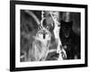 Grey Wolves Showing Fur Colour Variation, (Canis Lupus)-Tom Vezo-Framed Photographic Print