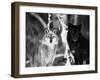 Grey Wolves Showing Fur Colour Variation, (Canis Lupus)-Tom Vezo-Framed Photographic Print