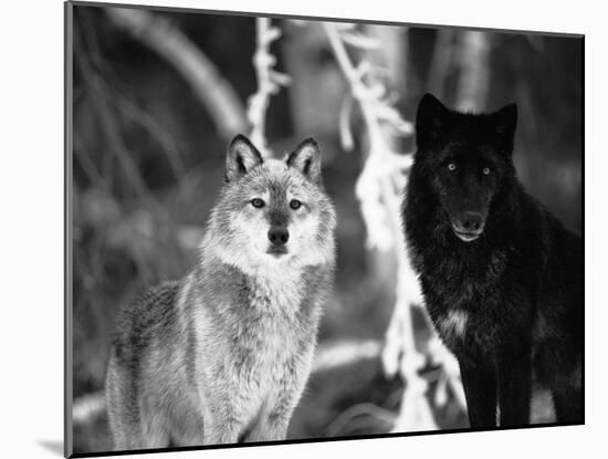 Grey Wolves Showing Fur Colour Variation, (Canis Lupus)-Tom Vezo-Mounted Photographic Print
