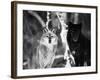 Grey Wolves Showing Fur Colour Variation, (Canis Lupus)-Tom Vezo-Framed Photographic Print