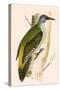 Grey Woodpecker,  from 'A History of the Birds of Europe Not Observed in the British Isles'-English-Stretched Canvas